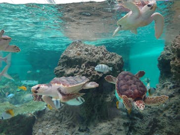 鴨川シーワールドに投稿された画像（2024/5/2）