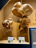 特別展「大哺乳類展３－わけてつなげて大行進」に投稿された画像（2024/5/2）