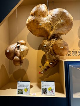 特別展「大哺乳類展３－わけてつなげて大行進」に投稿された画像（2024/5/2）