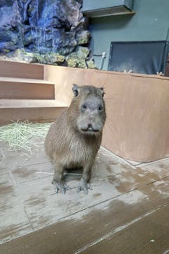 カワスイ 川崎⽔族館に投稿された画像（2024/5/2）