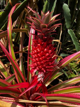 アロハガーデンたてやまに投稿された画像（2024/5/2）