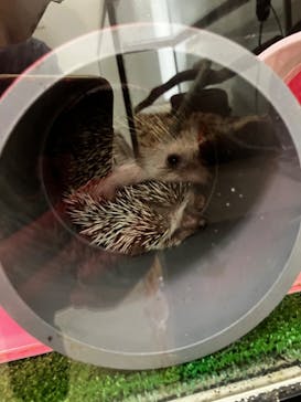 アロハガーデンたてやまに投稿された画像（2024/5/2）