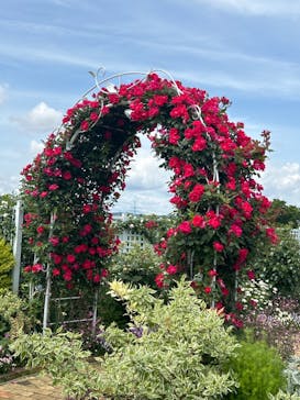 浜名湖花博2024に投稿された画像（2024/5/2）