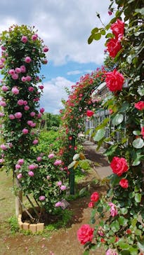 京成バラ園に投稿された画像（2024/5/2）