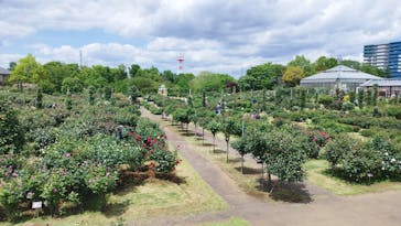 京成バラ園に投稿された画像（2024/5/2）