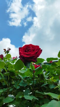 京成バラ園に投稿された画像（2024/5/2）