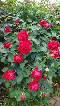 京成バラ園に投稿された画像（2024/5/2）