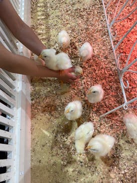 アニタッチアクアシティお台場に投稿された画像（2024/5/2）