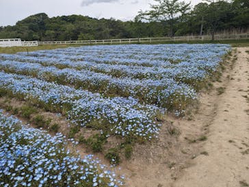 滋賀農業公園ブルーメの丘に投稿された画像（2024/5/2）