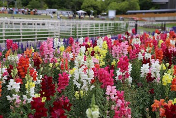 浜名湖花博2024に投稿された画像（2024/5/2）