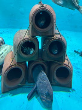 アクアワールド茨城県大洗水族館に投稿された画像（2024/5/2）