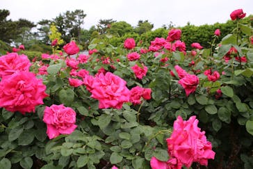 浜名湖花博2024に投稿された画像（2024/5/2）