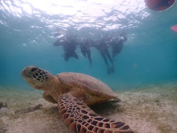 nico 宮古島に投稿された画像（2024/5/2）