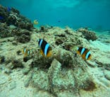 沖縄マリンサービス碧に投稿された画像（2024/5/2）