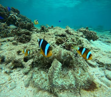 沖縄マリンサービス碧に投稿された画像（2024/5/2）