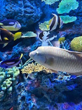 竹島水族館に投稿された画像（2024/5/2）