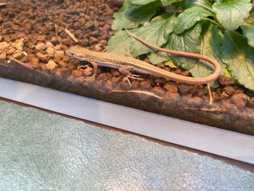 世界淡水魚園水族館　アクア・トトぎふに投稿された画像（2024/5/2）