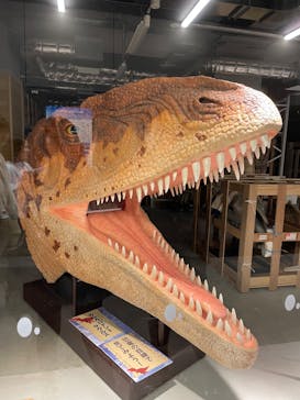 福井県立恐竜博物館に投稿された画像（2024/5/2）