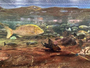 鴨川シーワールドに投稿された画像（2024/5/2）