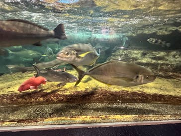 鴨川シーワールドに投稿された画像（2024/5/2）