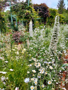 浜名湖花博2024に投稿された画像（2024/5/2）