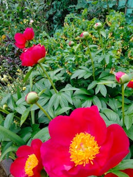 浜名湖花博2024に投稿された画像（2024/5/2）