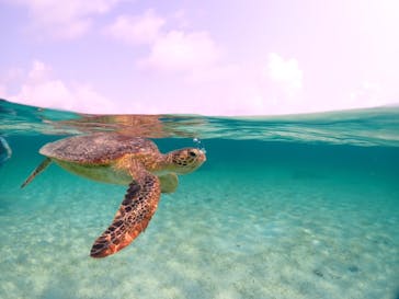 宮古島マリンショップSmileyに投稿された画像（2024/5/2）