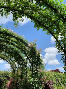 横浜イングリッシュガーデンに投稿された画像（2024/5/2）