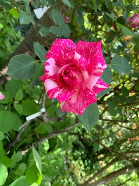 横浜イングリッシュガーデンに投稿された画像（2024/5/2）