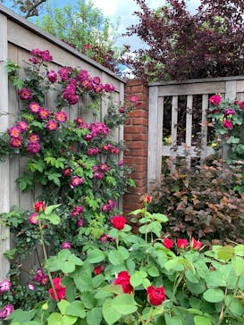 横浜イングリッシュガーデンに投稿された画像（2024/5/2）