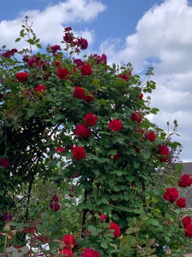 横浜イングリッシュガーデンに投稿された画像（2024/5/2）