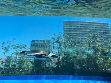 サンシャイン水族館に投稿された画像（2024/5/2）