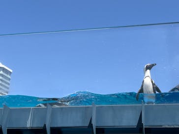 サンシャイン水族館に投稿された画像（2024/5/2）