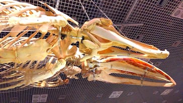 特別展「大哺乳類展３－わけてつなげて大行進」に投稿された画像（2024/5/2）