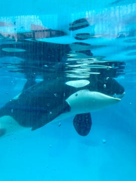 鴨川シーワールドに投稿された画像（2024/5/2）