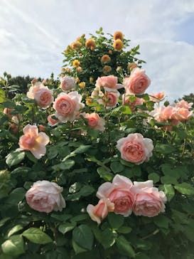 浜名湖花博2024に投稿された画像（2024/5/2）