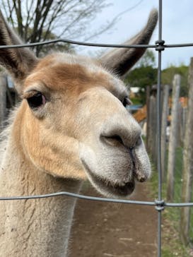 まかいの牧場に投稿された画像（2024/5/2）