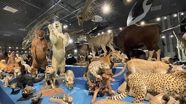 特別展「大哺乳類展３－わけてつなげて大行進」に投稿された画像（2024/5/2）