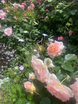 横浜イングリッシュガーデンに投稿された画像（2024/5/2）