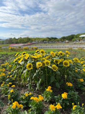 浜名湖花博2024に投稿された画像（2024/5/2）