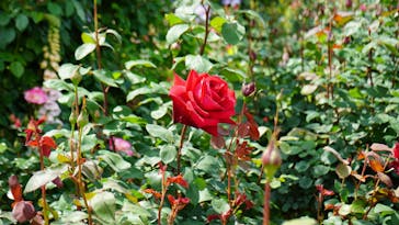 浜名湖花博2024に投稿された画像（2024/5/2）