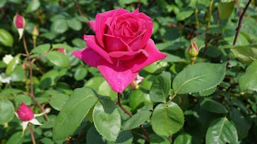 浜名湖花博2024に投稿された画像（2024/5/2）