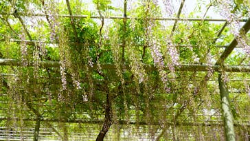 浜名湖花博2024に投稿された画像（2024/5/2）