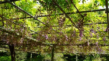 浜名湖花博2024に投稿された画像（2024/5/2）