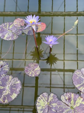 熱川バナナワニ園に投稿された画像（2024/5/2）