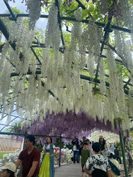 浜名湖花博2024に投稿された画像（2024/5/2）