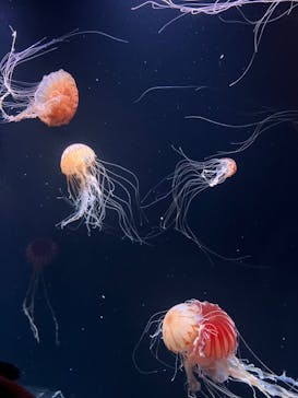 サンシャイン水族館に投稿された画像（2024/5/2）