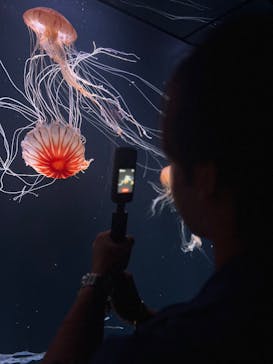 サンシャイン水族館に投稿された画像（2024/5/2）