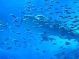 沖縄美ら海水族館に投稿された画像（2024/5/3）