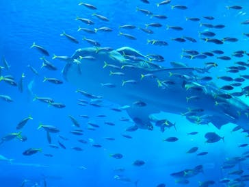 沖縄美ら海水族館に投稿された画像（2024/5/2）